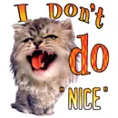 Nice Cat