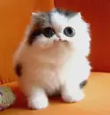 Weird Cat