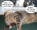 Cat and rabbit