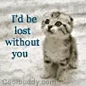 lost kitten