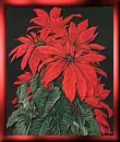 Christmas flowers