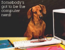 Dachshund