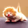 Kitten