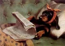 Dachshund