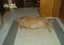 funny animal