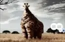 fat animal