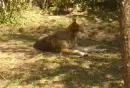 Red Wolf