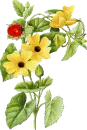 iii