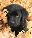 puppy