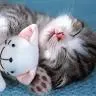 Kitty