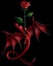DRAGON Y ROSA