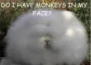 DO I HAVE MONKEYS IN MY FACE?