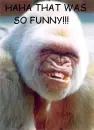 MONKEY LAUGHING