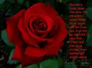 buy me a rose