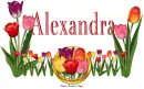 Tulips Alexandra