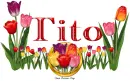 Tulips Tito
