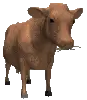 cow eating hay