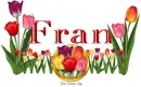 Tulips Fran