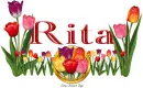 Tulips Rita