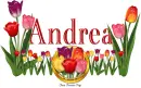 Tulips Andrea