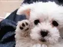 Cute puppy