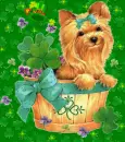 CUTE ST. PATRICKS PUPPY