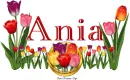 Tulips Ania