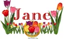 Tulips Jane