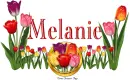 Tulips Melanie