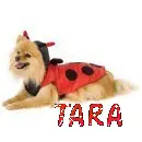 Tara
