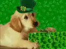 SAINT PATRICKS PUPPY PRESENT