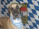 Great Dane Ocktoberfest