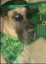 Great Dane Cinco de Mayo