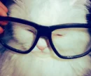 nerd cat.
