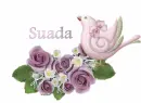 Suada