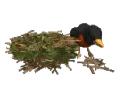 robin building a nest