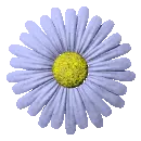 blue daisy