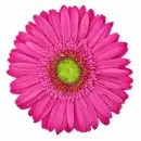 Hot Pink Spinning Daisy