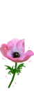 PRETTY  FLOWER