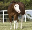 horse