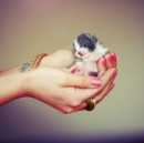 Small Kitten.