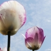 Song of the Tulips;;