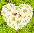 seamless glitter grass flowers spring background