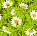 seamless glitter grass flowers spring background