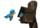 bluebirds