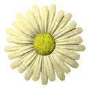 yellow daisy