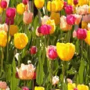 seamless glitter flowers spring background