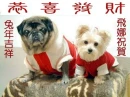 Darling pets_