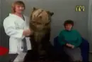 grrr