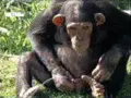pee monkey